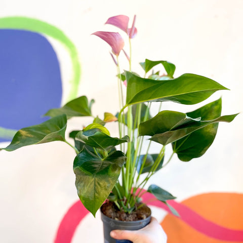 Pink Flamingo Flower - Anthurium andraeanum 'Joli' - Sprouts of Bristol