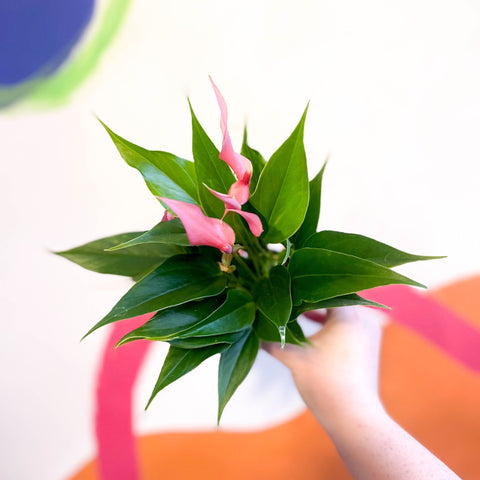 Pink Flamingo Flower - Anthurium andraeanum 'Lilli Pink' - Sprouts of Bristol