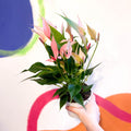 Pink Flamingo Flower - Anthurium andraeanum 'Lilli Pink' - Sprouts of Bristol
