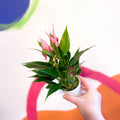 Pink Flamingo Flower - Anthurium andraeanum 'Lilli Pink' - Sprouts of Bristol