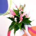 Pink Flamingo Flower - Anthurium andraeanum 'Lilli Pink' - Sprouts of Bristol