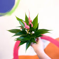 Pink Flamingo Flower - Anthurium andraeanum 'Lilli Pink' - Sprouts of Bristol