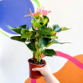 Pink Flamingo Flower - Anthurium andraeanum 'Sweet Dream' - Sprouts of Bristol