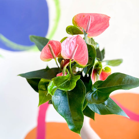Pink Flamingo Flower - Anthurium andraeanum 'Sweet Dream' - Sprouts of Bristol