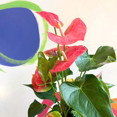 Pink Flamingo Flower - Anthurium 'Colorado Pink' - Sprouts of Bristol