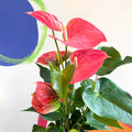 Pink Flamingo Flower - Anthurium 'Colorado Pink' - Sprouts of Bristol