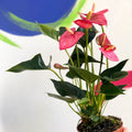 Pink Flamingo Flower - Anthurium 'Floriclone Cariad' - Sprouts of Bristol