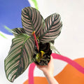 Pink Pinstripe Plant - Calathea ornata ‘Sanderiana’ - Sprouts of Bristol