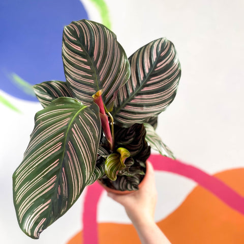 Pink Pinstripe Plant - Calathea ornata ‘Sanderiana’ - Sprouts of Bristol