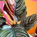 Pink Pinstripe Plant - Calathea ornata ‘Sanderiana’ - Sprouts of Bristol