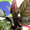 Pink Pinstripe Plant - Calathea ornata ‘Sanderiana’ - British Grown - Sprouts of Bristol