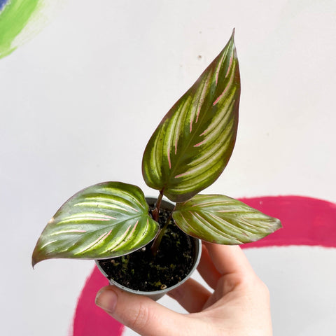 Pinstripe Plant - Calathea ornata 'Mieli' - Sprouts of Bristol