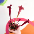 Pitcher Plant - Sarracenia 'Juthatip Soper' - Sprouts of Bristol
