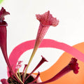 Pitcher Plant - Sarracenia 'Juthatip Soper' - Sprouts of Bristol