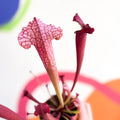 Pitcher Plant - Sarracenia 'Juthatip Soper' - Sprouts of Bristol