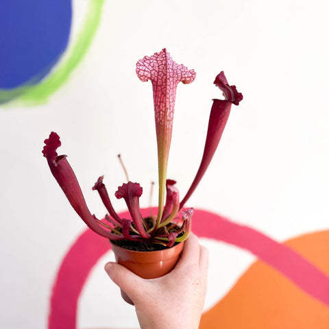 Pitcher Plant - Sarracenia 'Juthatip Soper' - Sprouts of Bristol