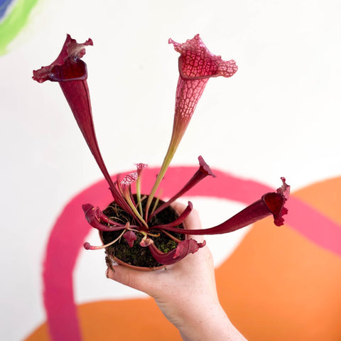 Pitcher Plant - Sarracenia 'Juthatip Soper' - Sprouts of Bristol