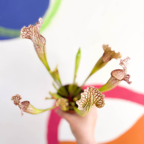 Pitcher Plant - Sarracenia leucophylla - Sprouts of Bristol