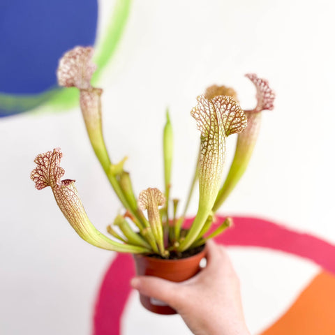 Pitcher Plant - Sarracenia leucophylla - Sprouts of Bristol