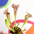 Pitcher Plant - Sarracenia leucophylla - Sprouts of Bristol