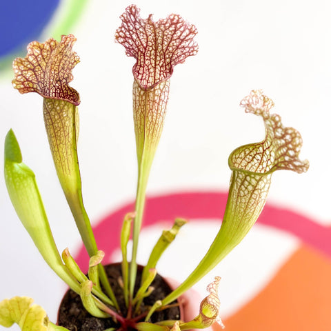 Pitcher Plant - Sarracenia leucophylla - Sprouts of Bristol