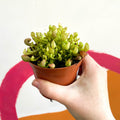 Pitcher Plant - Sarracenia leucophylla x psittacina ‘Scarlet Belle’ - Sprouts of Bristol