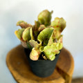Pitcher Plant - Sarracenia purpurea - Sprouts of Bristol