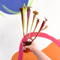 Pitcher Plant - Sarracenia 'Tygo' - Sprouts of Bristol