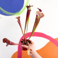 Pitcher Plant - Sarracenia 'Tygo' - Sprouts of Bristol