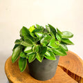 Pixie Peperomia - Peperomia orba 'Wonderwing' - Sprouts of Bristol