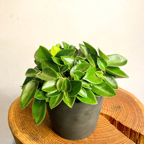 Pixie Peperomia - Peperomia orba 'Wonderwing' - Sprouts of Bristol