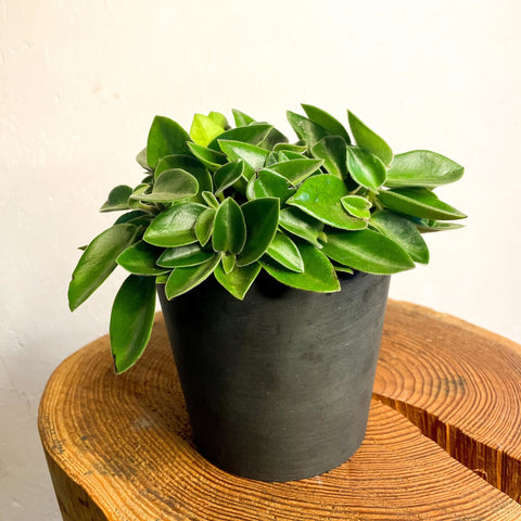Pixie Peperomia - Peperomia orba 'Wonderwing' - Sprouts of Bristol