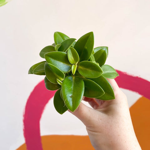 Pixie Peperomia - Peperomia orba 'Wonderwing' - Sprouts of Bristol