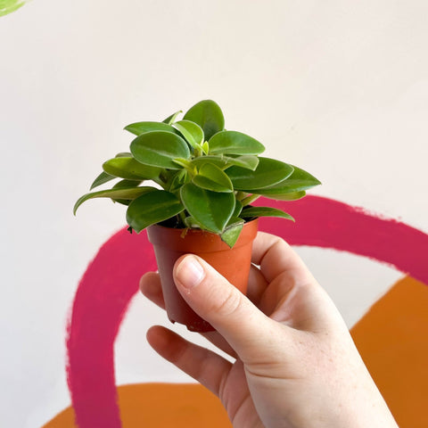 Pixie Peperomia - Peperomia orba 'Wonderwing' - Sprouts of Bristol
