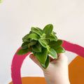 Pixie Peperomia - Peperomia orba 'Wonderwing' - Sprouts of Bristol
