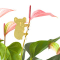 Plant Animal Koala - Sprouts of Bristol