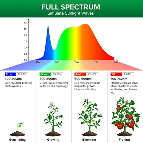Plant Grow Light Bulbs - Sprouts of Bristol