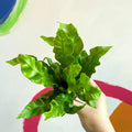 Pleated Bird's Nest Fern - Asplenium nidus 'Crispy Wave' - Sprouts of Bristol