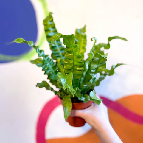 Pleated Bird's Nest Fern - Asplenium nidus 'Crispy Wave' - Sprouts of Bristol
