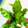 Pleated Bird's Nest Fern - Asplenium nidus 'Crispy Wave' - Sprouts of Bristol