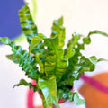 Pleated Bird's Nest Fern - Asplenium nidus 'Crispy Wave' - Sprouts of Bristol