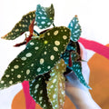 Polka Dot Begonia - Begonia maculata - Sprouts of Bristol