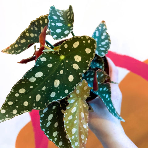 Polka Dot Begonia - Begonia maculata - Sprouts of Bristol