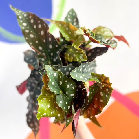 Polka Dot Begonia - Begonia maculata - Sprouts of Bristol
