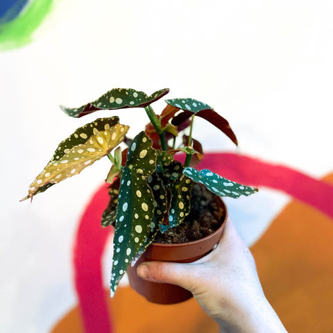Polka Dot Begonia - Begonia maculata - Sprouts of Bristol