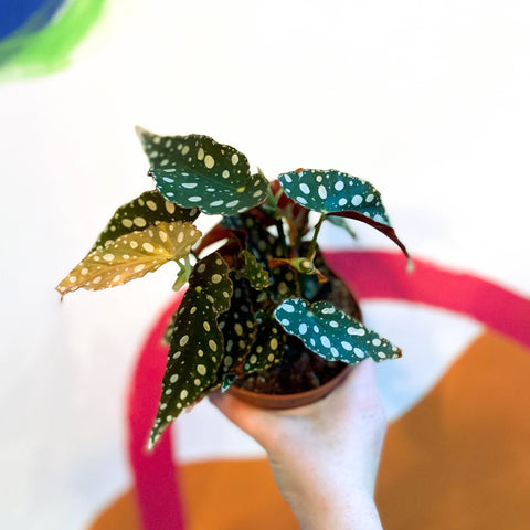 Polka Dot Begonia - Begonia maculata - Sprouts of Bristol