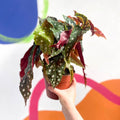 Polka Dot Begonia - Begonia maculata - Sprouts of Bristol