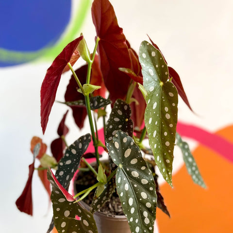 Polka Dot Begonia - Begonia maculata - British Grown - Sprouts of Bristol