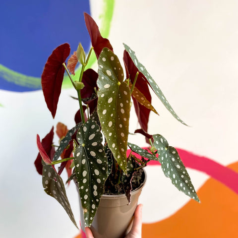 Polka Dot Begonia - Begonia maculata - British Grown - Sprouts of Bristol