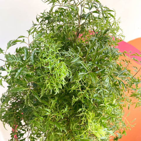 Polyscias fruticosa 'Ming' - Sprouts of Bristol